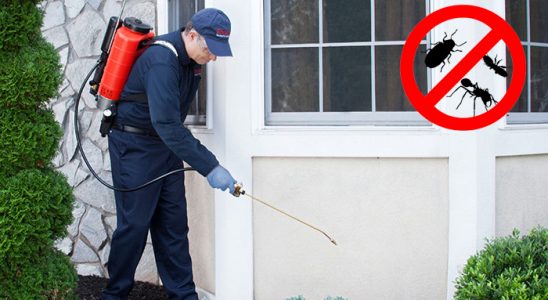 Tefenni Kene İlaçlama böcek ilaçlama ve haşere kontrolü — ilaclama-tr.com